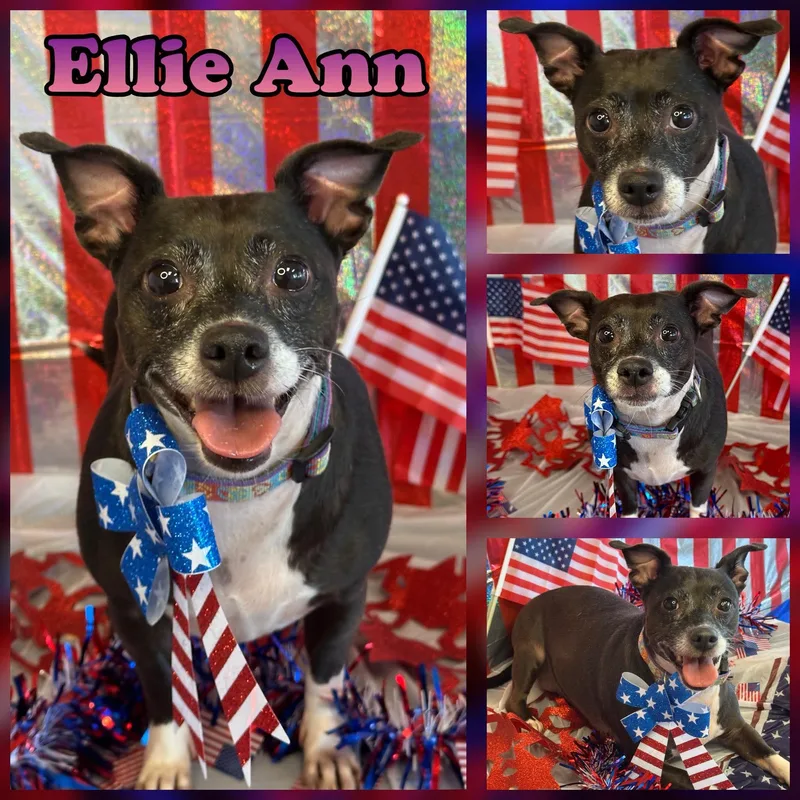 An adult small-sized female Black Chihuahua dog named Ellie Ann for adoption in Hatfield, PA