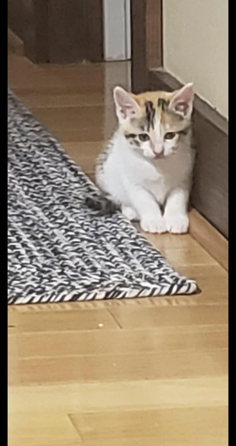A baby medium-sized female Calico Domestic Short Hair cat named Marisol for adoption in Aylett, VA