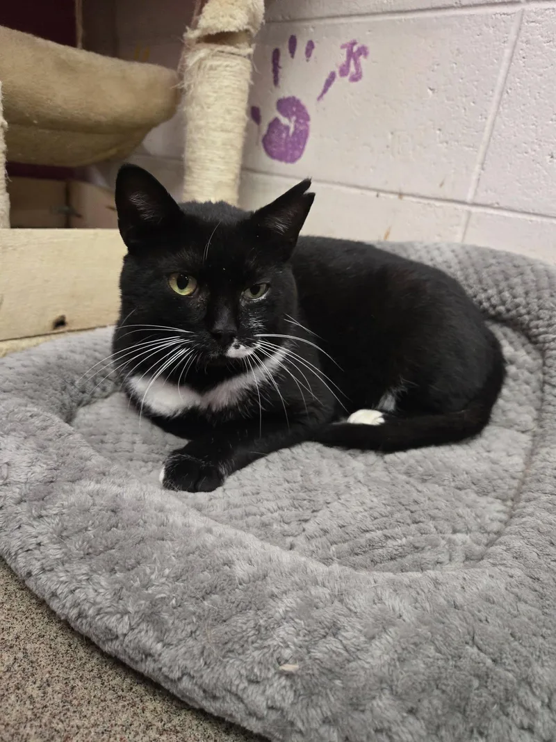 Scrabble thumbnail 3