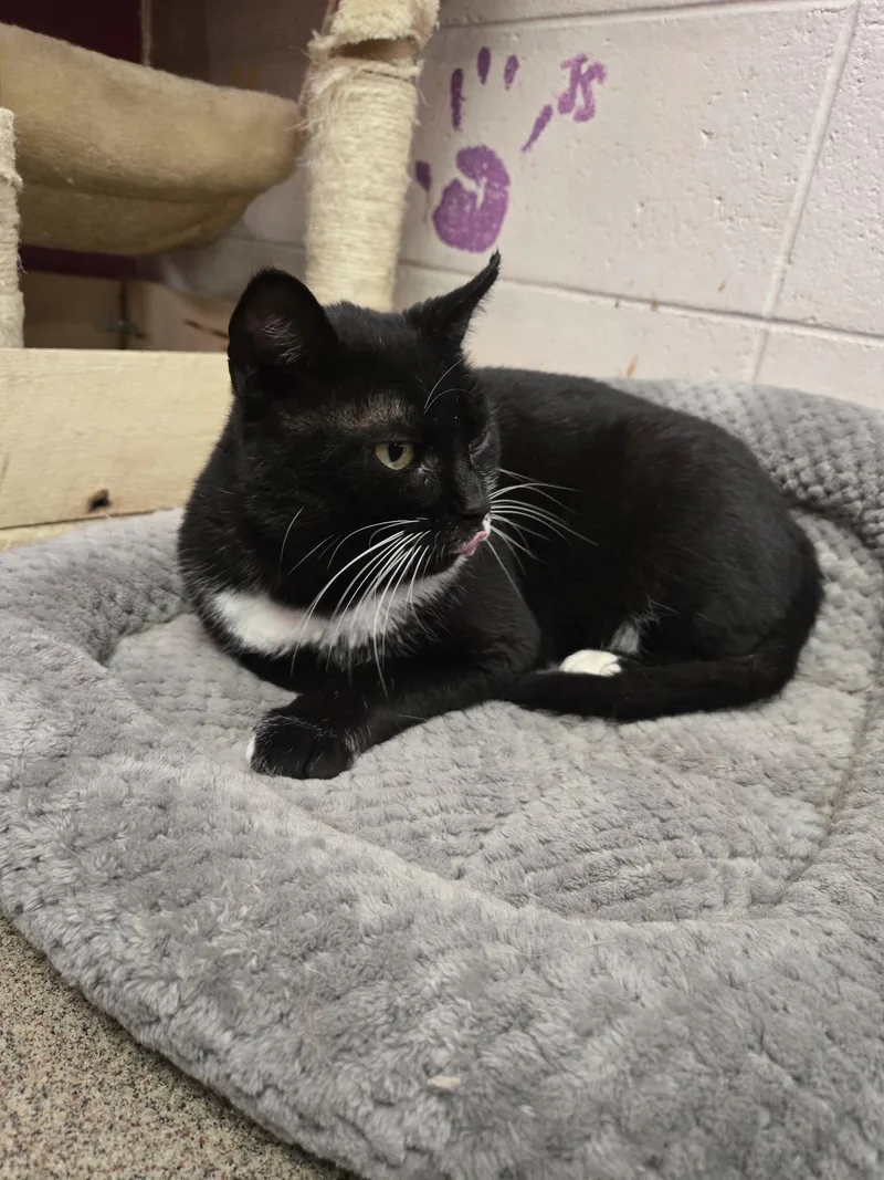 Scrabble thumbnail 4