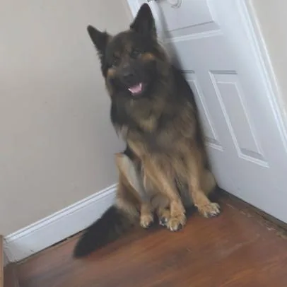 An adult large-sized male Black German Shepherd Dog dog named Max for adoption in New Ringgold, PA