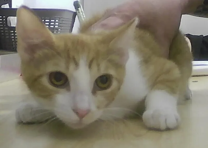 A baby medium-sized male Orange & White Domestic Short Hair cat named Roux for adoption in Anoka, MN