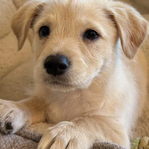A baby small-sized female White / Cream Mixed Breed dog named Rose for adoption in La Quinta, CA