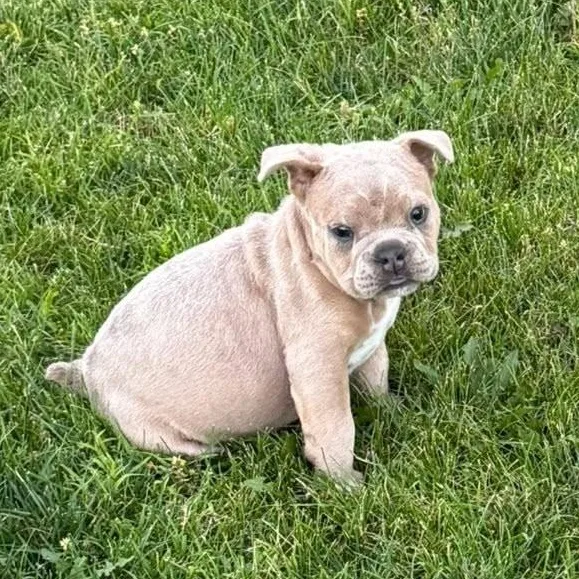 A baby medium-sized female Gray / Blue / Silver Bulldog dog named Miracle Whip for adoption in Grafton, OH