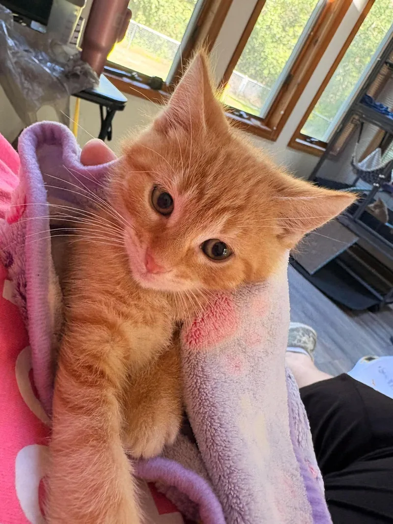 A baby small-sized male Orange / Red Domestic Short Hair cat named Tuesday for adoption in Hartland, MI