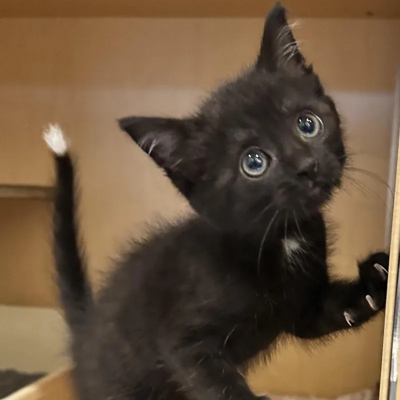 A baby small-sized male Black Domestic Short Hair cat named Hummingbird for adoption in Washington Township, OH