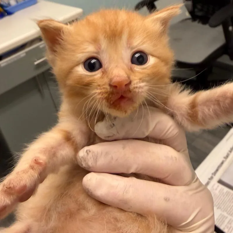 A baby small-sized female Orange / Red Domestic Medium Hair cat named Marmalade for adoption in Jacksonville, FL