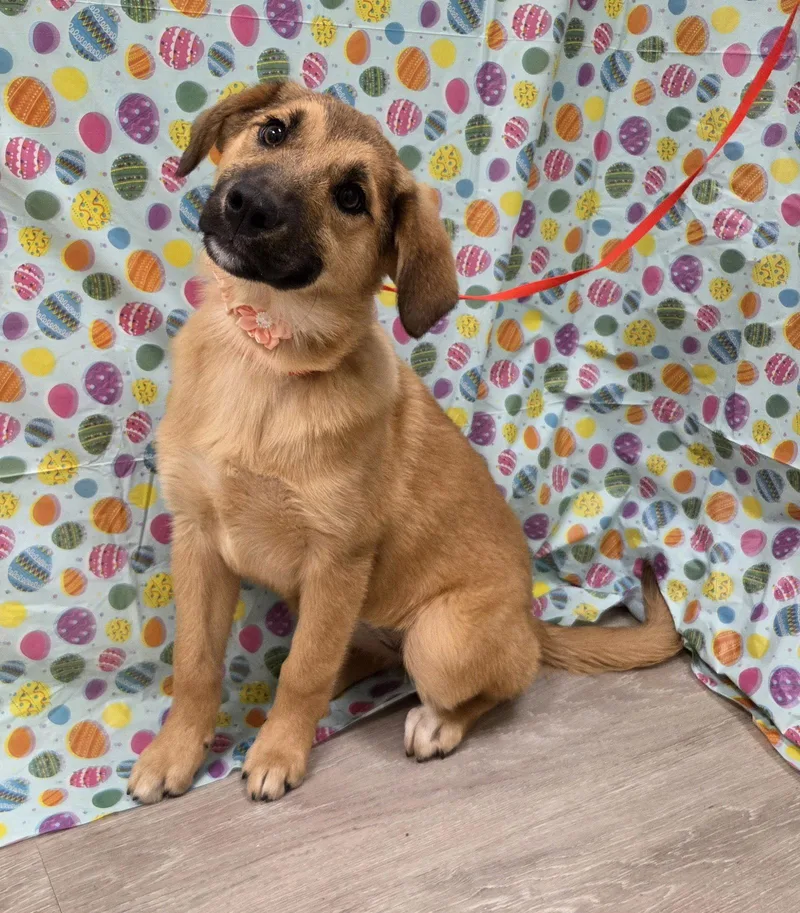 A baby large-sized female Golden Retriever dog named Winter for adoption in Attalla, AL