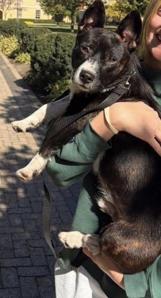 An adult small-sized male Corgi dog named Porky for adoption in South Bend, IN