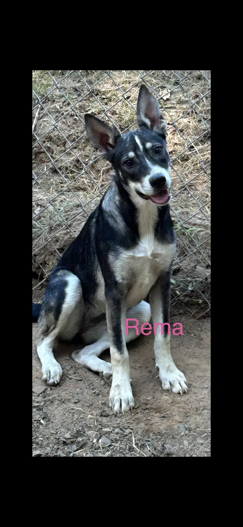 A young large-sized female Black German Shepherd Dog dog named Rema for adoption in Texarkana, TX