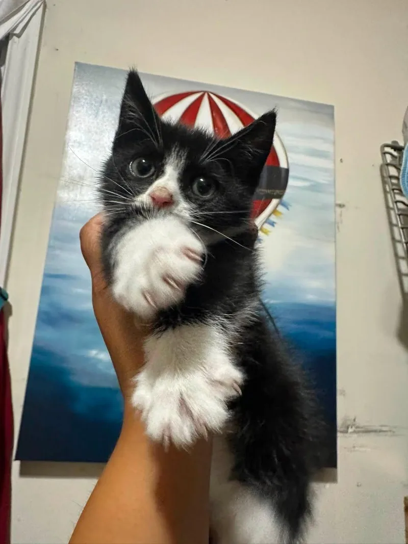 A baby medium-sized female Black Domestic Short Hair cat named Fig for adoption in Ozone Park, NY