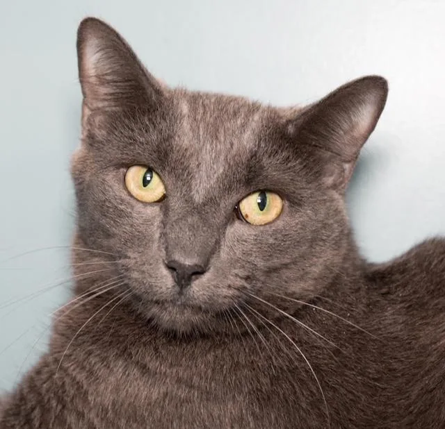 A young medium-sized male Domestic Short Hair cat named Gray Gray for adoption in Boston, MA