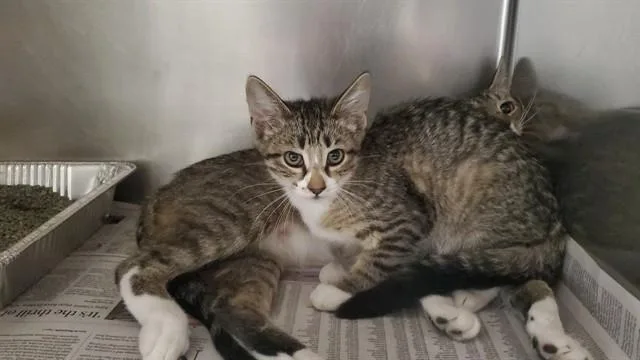 A baby large-sized female Domestic Short Hair cat named Harissa for adoption in Aurora, IL