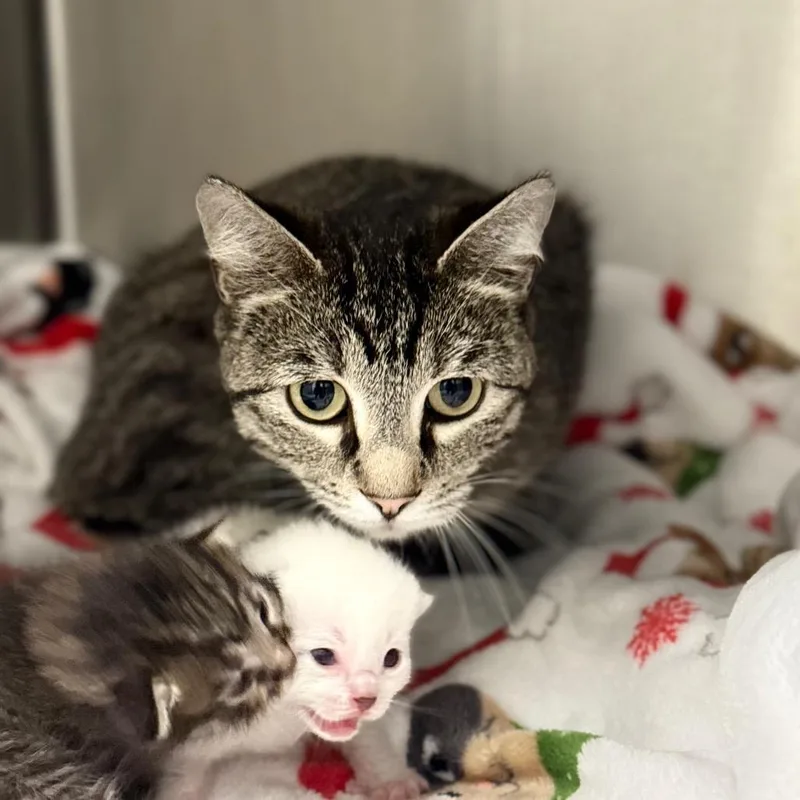 An adult medium-sized female Brown / Chocolate Domestic Short Hair cat named Novalee Nation for adoption in Spring Hill, KS