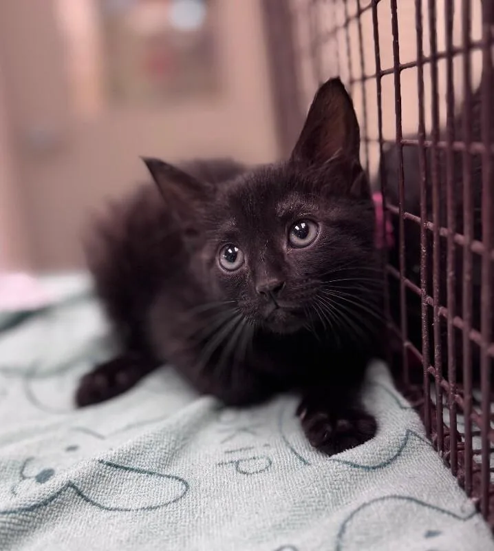 A young medium-sized female Black Domestic Short Hair cat named Aldi Anne for adoption in Disputanta, VA