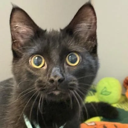 A young medium-sized female Black Domestic Short Hair cat named Maxine for adoption in Lansing, MI