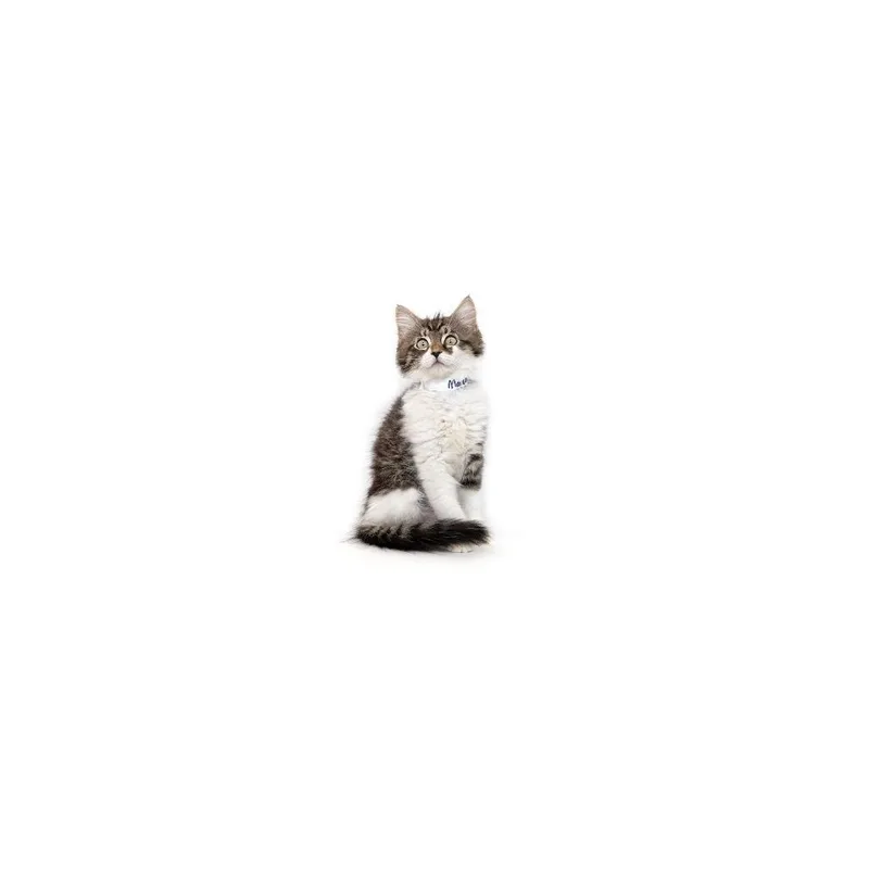 A baby small-sized female White Domestic Medium Hair cat named Maruchan for adoption in Playa Vista, CA