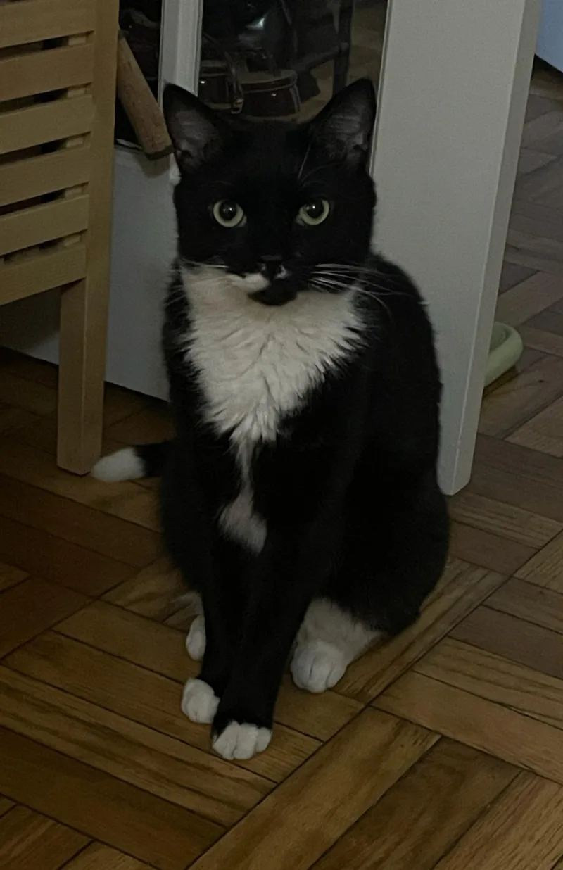 A young large-sized female Black & White / Tuxedo Domestic Short Hair cat named Curtisina for adoption in Flushing, NY