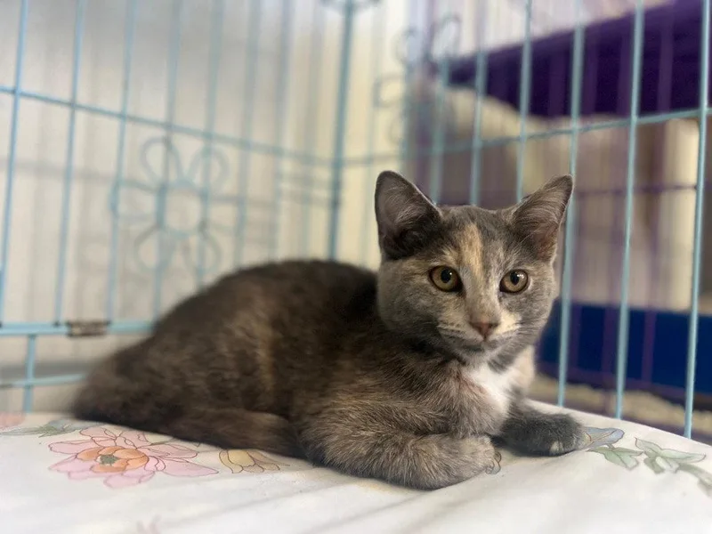 A baby small-sized female Domestic Short Hair cat named Guava for adoption in Lovingston, VA