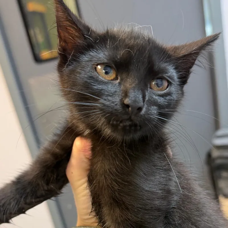 A baby small-sized female Black Domestic Short Hair cat named Siri for adoption in Port Charlotte, FL