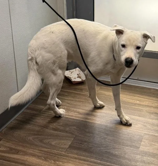 An adult large-sized male Dogo Argentino dog named Ghost for adoption in San Diego, CA