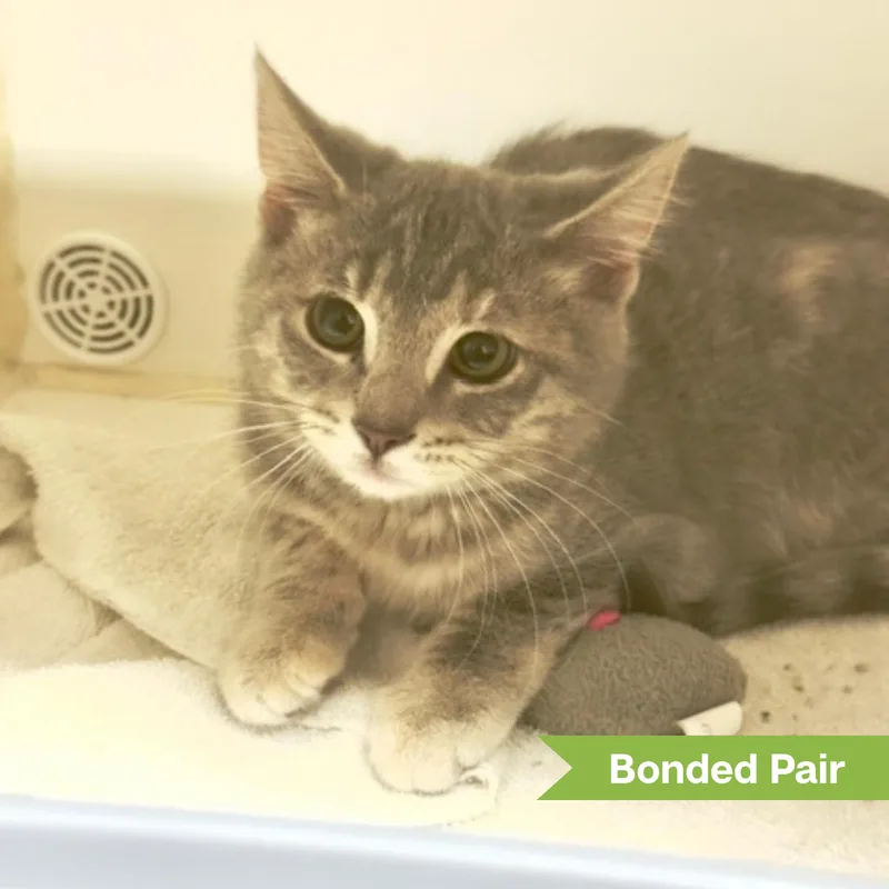 A young medium-sized female Gray & White Domestic Short Hair cat named Quinn for adoption in Reisterstown, MD