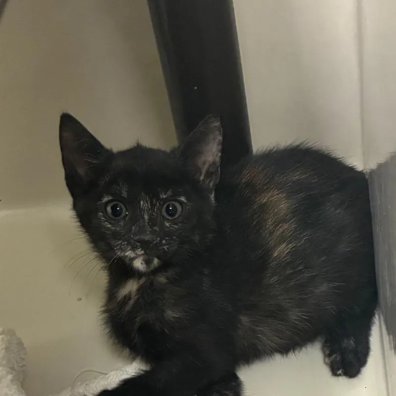 A baby small-sized female Tortoiseshell Domestic Short Hair cat named Brie for adoption in St. Helena, CA