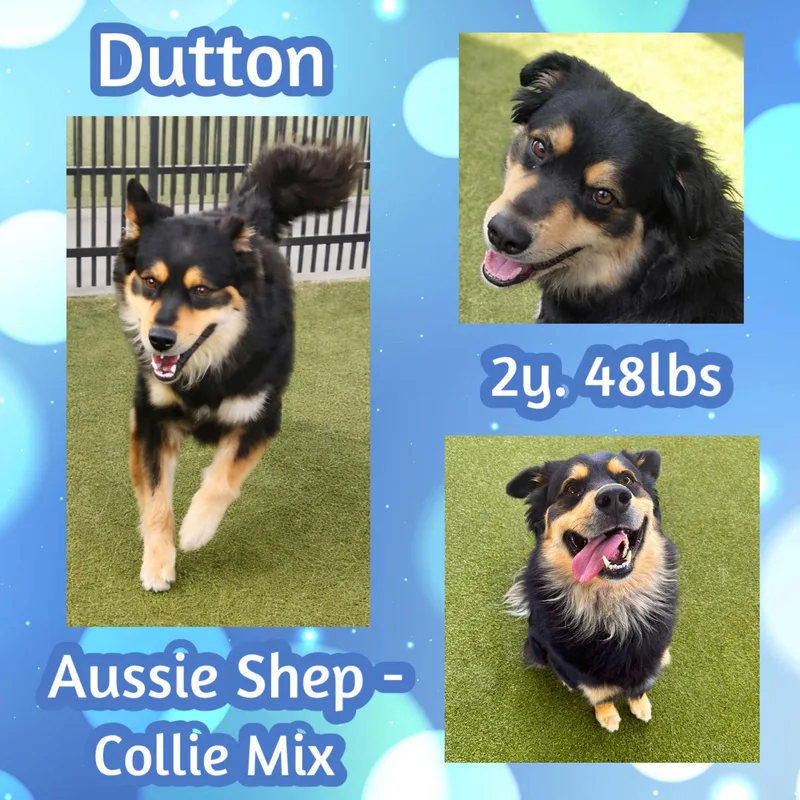 A young medium-sized male Australian Shepherd dog named Dutton for adoption in Dallas, TX