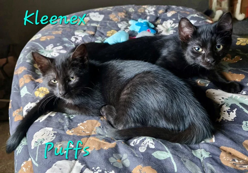 A baby medium-sized male Black Domestic Short Hair cat named Kleenex for adoption in Penndel, PA