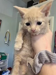 A baby small-sized male Domestic Short Hair cat named Sesame for adoption in West Chester, PA