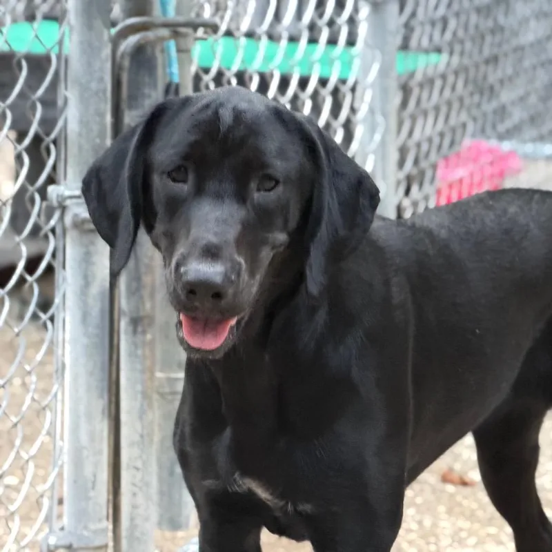An adult medium-sized female Black Mixed Breed dog named Sam Star for adoption in Charleston, WV