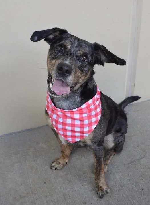 A young large-sized female Catahoula Leopard Dog dog named Apple for adoption in McKinney, TX