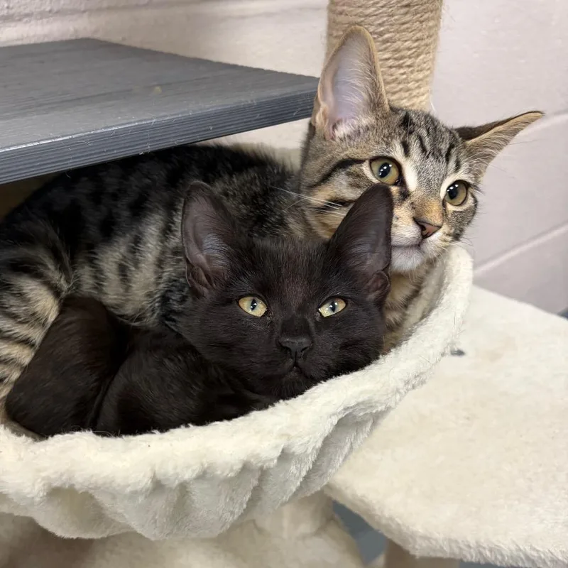 A baby small-sized female Black Domestic Short Hair cat named Cass for adoption in Hopkinton, MA