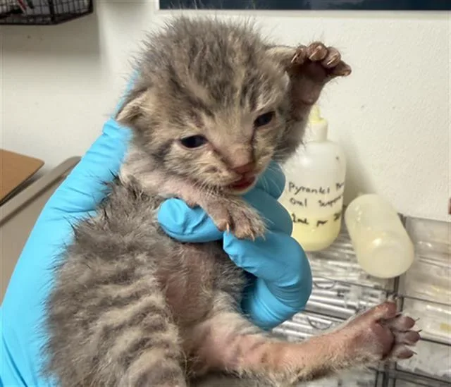 A baby small-sized male Domestic Short Hair cat named Bug for adoption in Bakersfield, CA