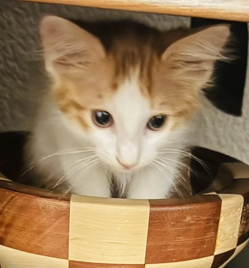 A baby small-sized male Domestic Long Hair cat named Ginger Boy for adoption in New Braunfels, TX
