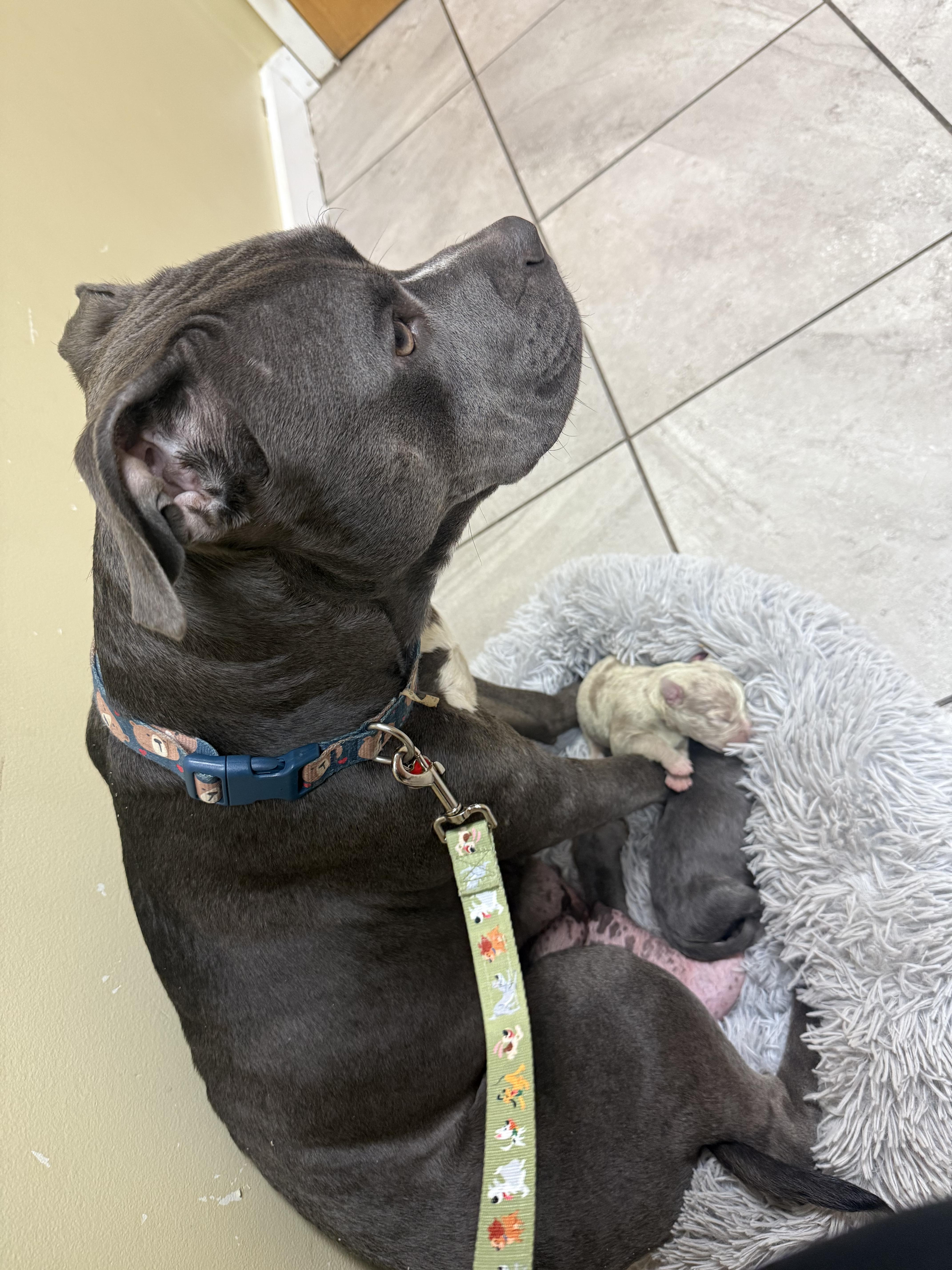 An adult large-sized female American Bully dog named Bluey for adoption in Halethorpe, MD