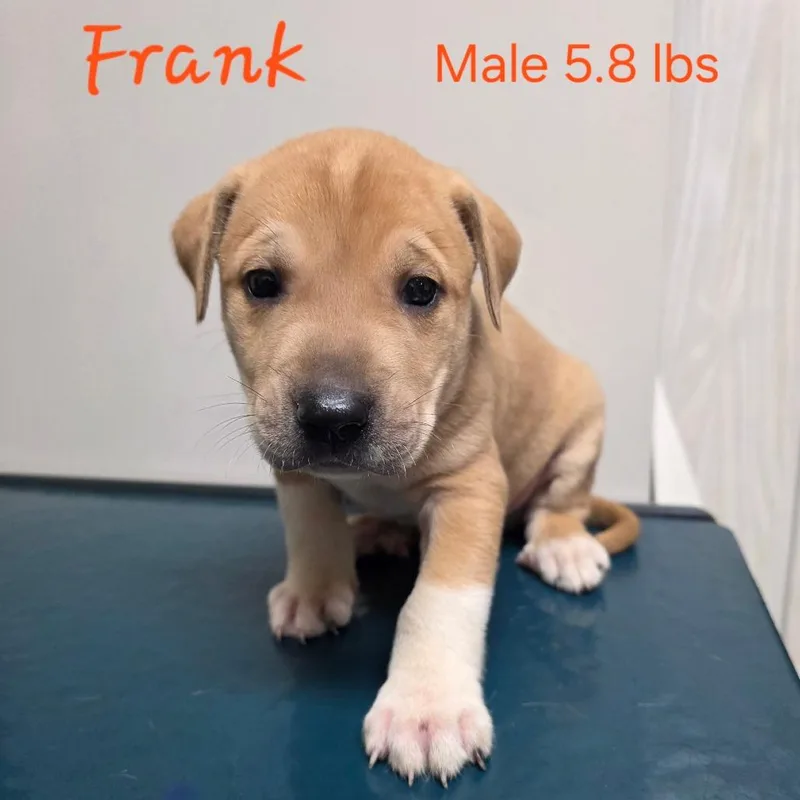 A baby small-sized male Yellow / Tan / Blond / Fawn Mastiff dog named Frank for adoption in Jasper, IN