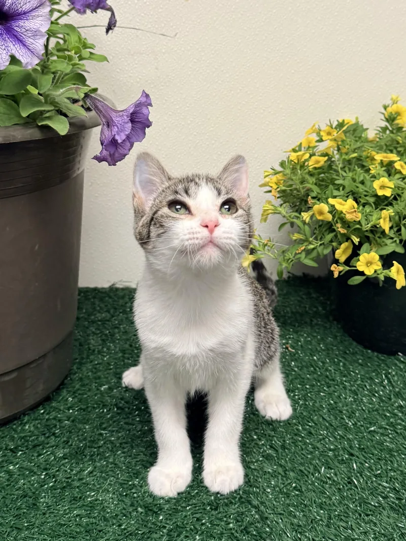 A young medium-sized female Tabby (Gray / Blue / Silver) Domestic Short Hair cat named Lesley for adoption in Effingham, IL