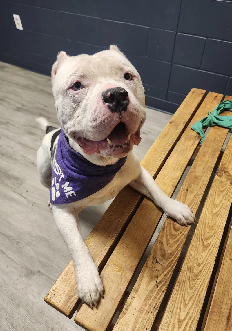 An adult large-sized male White / Cream American Bulldog dog named Smurf for adoption in Mansfield, OH