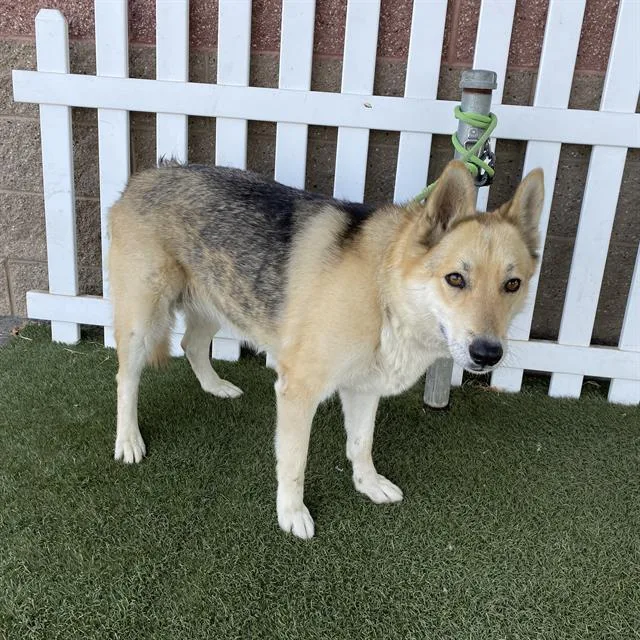 An adult large-sized female German Shepherd Dog dog named Sally for adoption in Modesto, CA