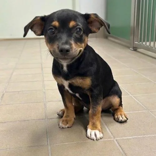 A baby small-sized female Dachshund dog named Dot for adoption in Lathrop, CA