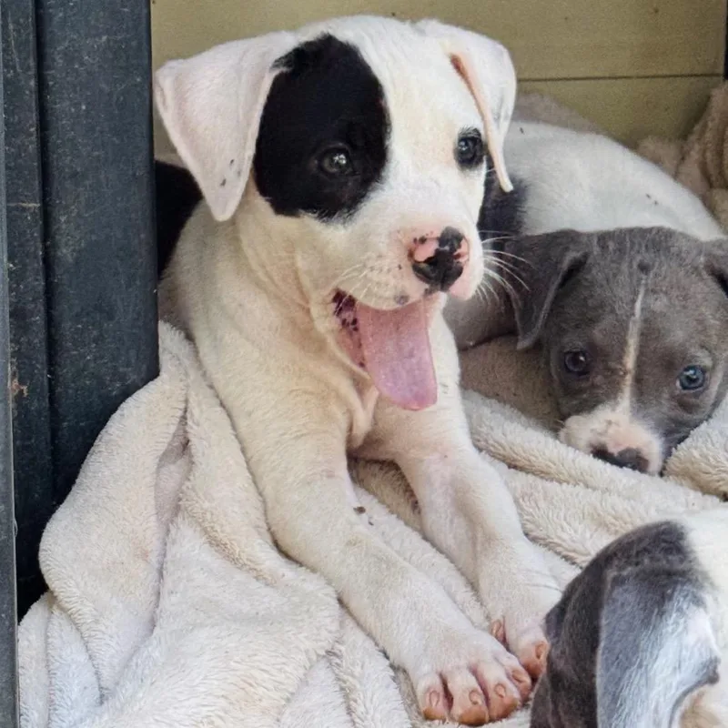 A baby small-sized male Pit Bull Terrier dog named Derby for adoption in Rocky Mount, VA