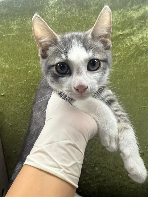 A baby small-sized male Domestic Short Hair cat named Migs for adoption in Riverside, CA