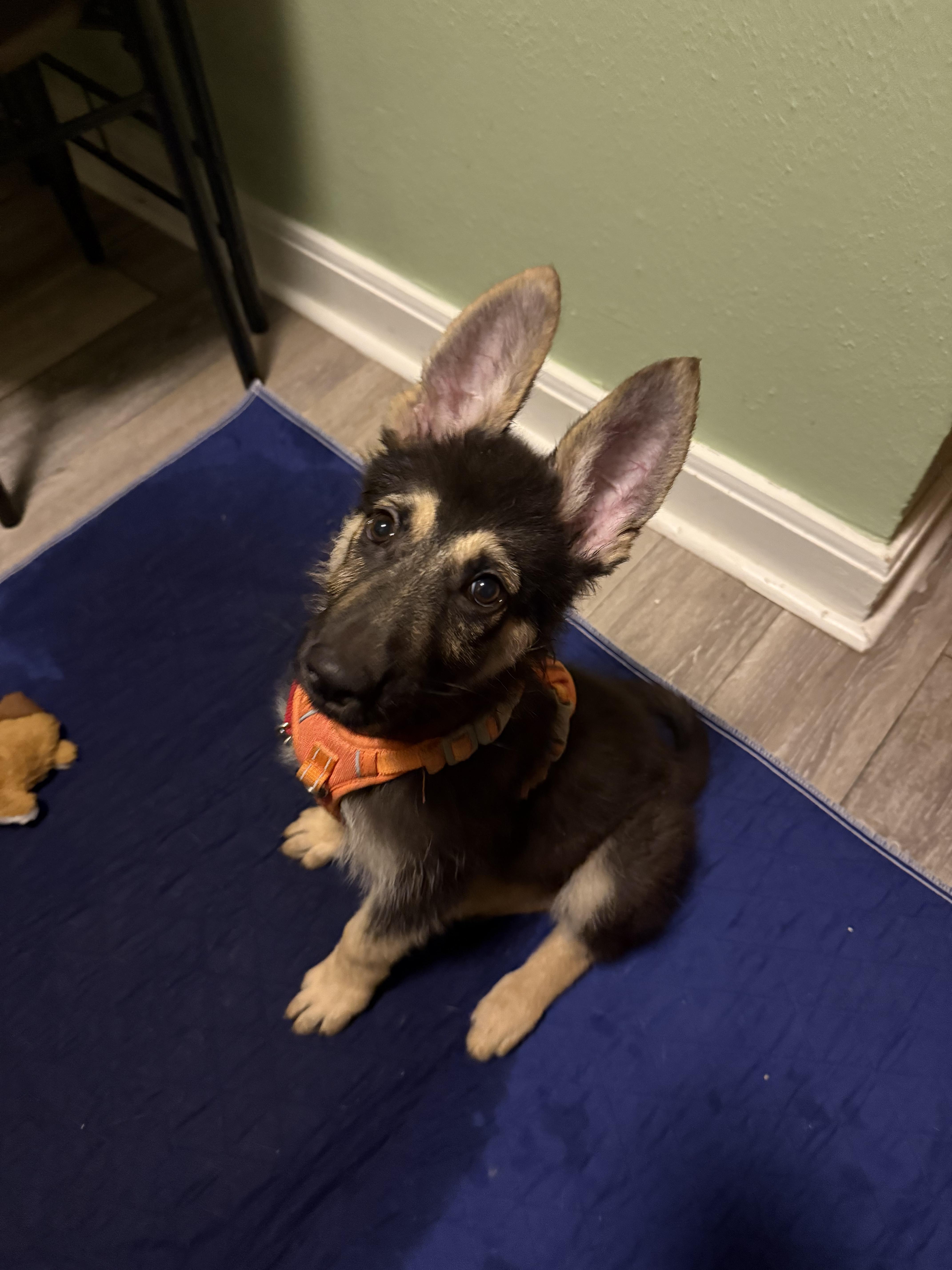 A baby large-sized male German Shepherd Dog dog named Thomas for adoption in New Orleans, LA