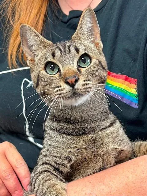 A young medium-sized male Domestic Short Hair cat named Bond for adoption in Canfield, OH