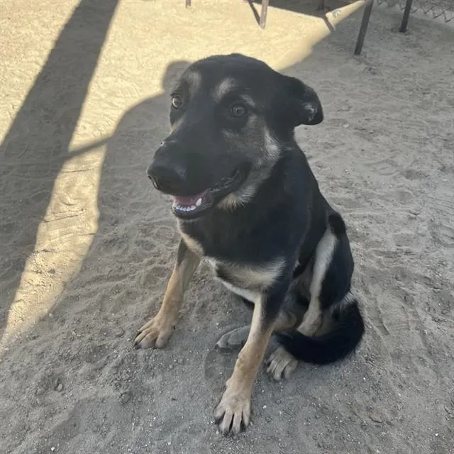 An adult medium-sized female German Shepherd Dog dog named Ramona for adoption in Thousand Palms, CA