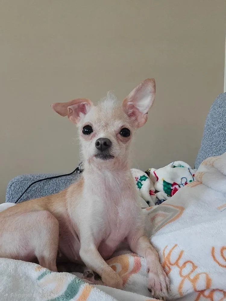An adult small-sized female Chihuahua dog named Lucy for adoption in Plymouth, MN