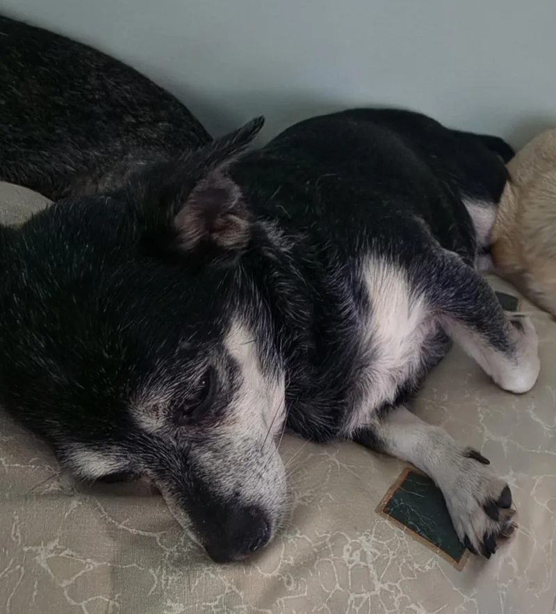 A senior small-sized female Black Chihuahua dog named Bessie for adoption in Terre Haute, IN