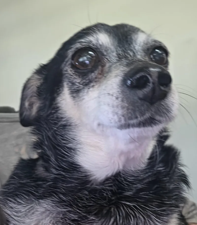 Bessie thumbnail 3