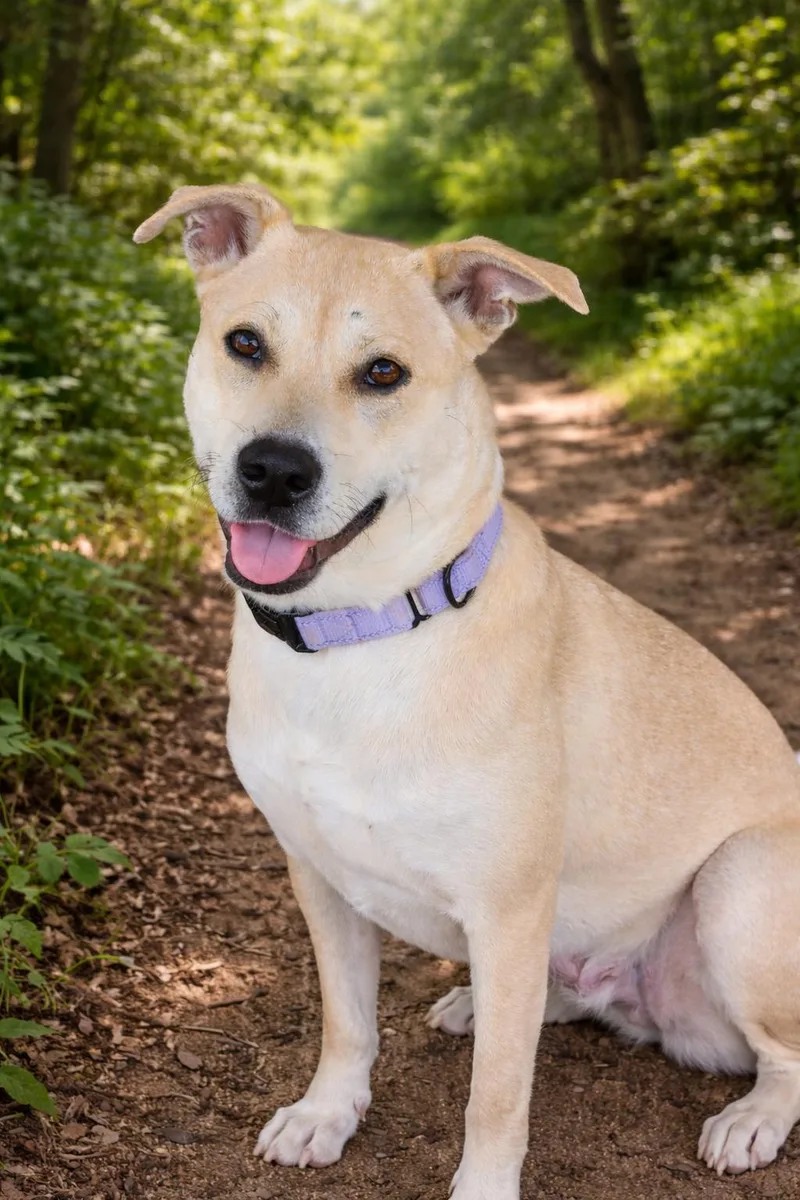 An adult medium-sized female Retriever dog named Goldie for adoption in Seguin, TX